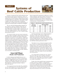 Beef Cattle Production