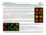 Visualizing Chromatin Dynamics in Cycling Cells using the