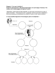 Diagram 1. For use in Activity 2 Draw the chromosomes, with