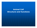 Animal Cell Structure and functions