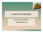 Lower Invertebrates