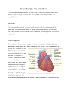 Physical Description of the Human Heart