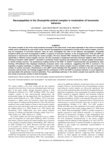 Neuropeptides in the Drosophila central complex in modulation of