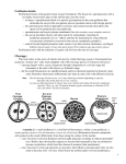 Somites, Neurulation, Body Shape, and Placentation