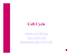 Mitosis notes