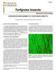 Turfgrass Insects - Purdue Extension Entomology