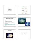 Chapter 8 Mola mola or Sunfish Mola Mola Fish cardiovascular