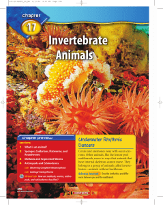 Chapter 17: Invertebrate Animals