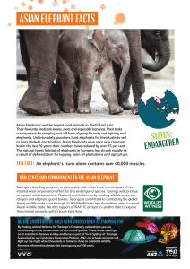 asian elephant facts