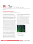 Neural Lineage Markers - Sigma