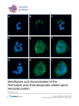 Identification and characterization of the Plasmodium vivax