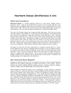 Heartworm Disease (Dirofilariasis) in Cats