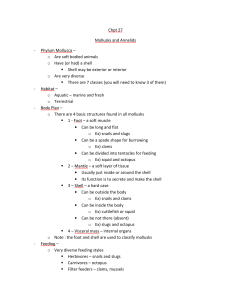 Chpt 27 Mollusks and Annelids - Phylum Mollusca o Are soft bodied