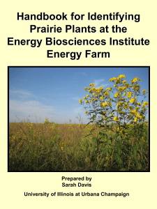 Handbook for Identifying Prairie Plants