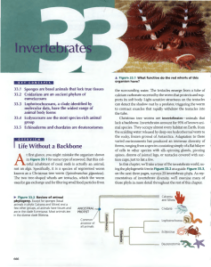 HS-SCI-APB-Unit 5 -- Chapter 33- Invertebrates