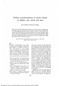 Choline acetyltransferase in ocular tissues of rabbits, cats, cattle