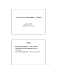 Organization of the Motor System Outline