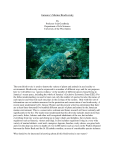 Jamaica`s Marine Biodiversity