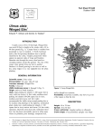 Ulmus alata Winged Elm - Environmental Horticulture