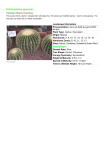 Echinocactus grusonii (Golden Barrel Cactus) Size/Shape