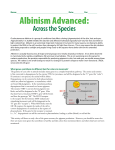 Albinism Advanced - xy-zoo