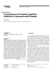 Convergence of Complex Cognitive Abilities in Cetaceans and