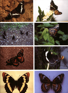 Flight and Reproduction of Velvetbean Caterpillar Moths in