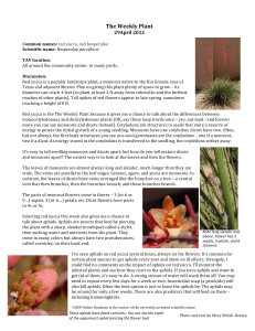 Hesperaloe red yucca