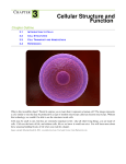 Cellular Structure and Function