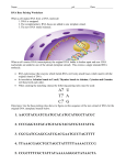 RNA base pairing Worksheet