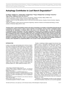 Autophagy Contributes to Leaf Starch DegradationC