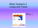 Motor Systems II Loops and Tracts