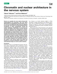 Chromatin and nuclear architecture in the nervous system