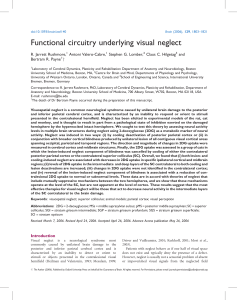 Functional circuitry underlying visual neglect