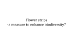 Flower strips ‐a measure to enhance biodiversity?