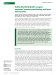 PLEKHM1/DEF8/RAB7 complex regulates lysosome positioning and