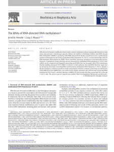 The RNAs of RNA-directed DNA methylation