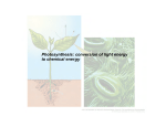 Photosynthesis: conversion of light energy to chemical energy