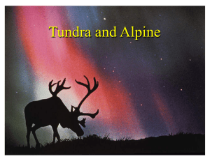 Tundra and Alpine