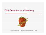 DNA Extraction from Strawberry - Partnership for Biotechnology and
