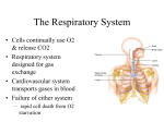 The Respiratory System