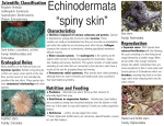 Echinodermata “spiny skin” - cosee-os
