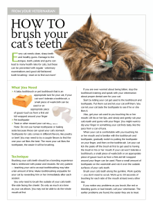 HOW TO brush your cat`s teeth