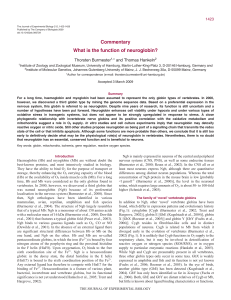 What is the function of neuroglobin?