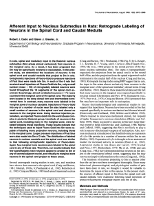 Afferent Input to Nucleus Submedius in Rats