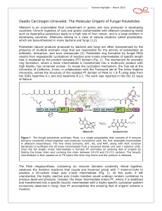 The Molecular Origami of Fungal Polyketides