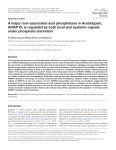 A major root-associated acid phosphatase in