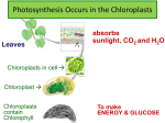 Photosynthesis Occurs in the Chloroplasts