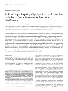 Early and Rapid Targeting of Eye-Specific Axonal Projections to the