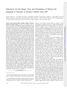 Selectivity for the Shape, Size, and Orientation of Objects for